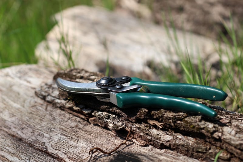 Phoenix Pruning