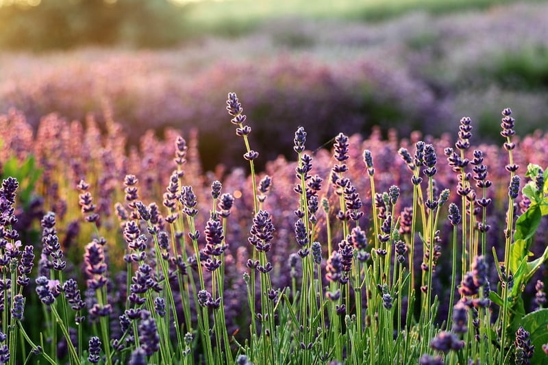 Lavender Faeries
