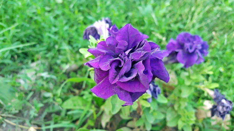 Magical Flora